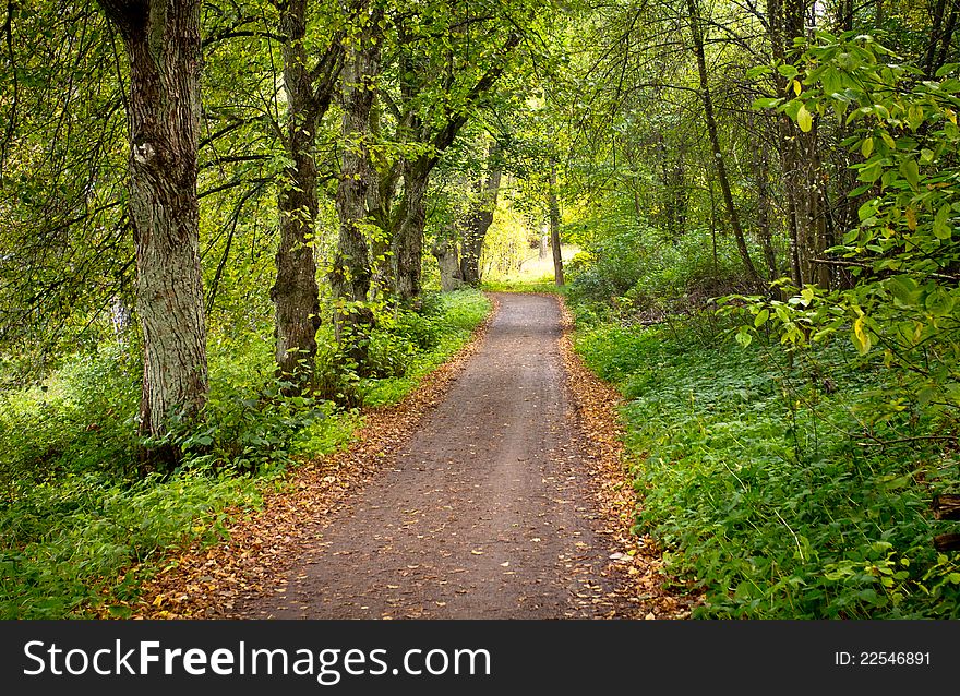 A gravel path in the middle of a forest. A gravel path in the middle of a forest