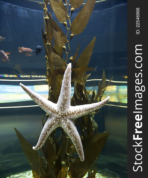 A white starfish in an aquarium
