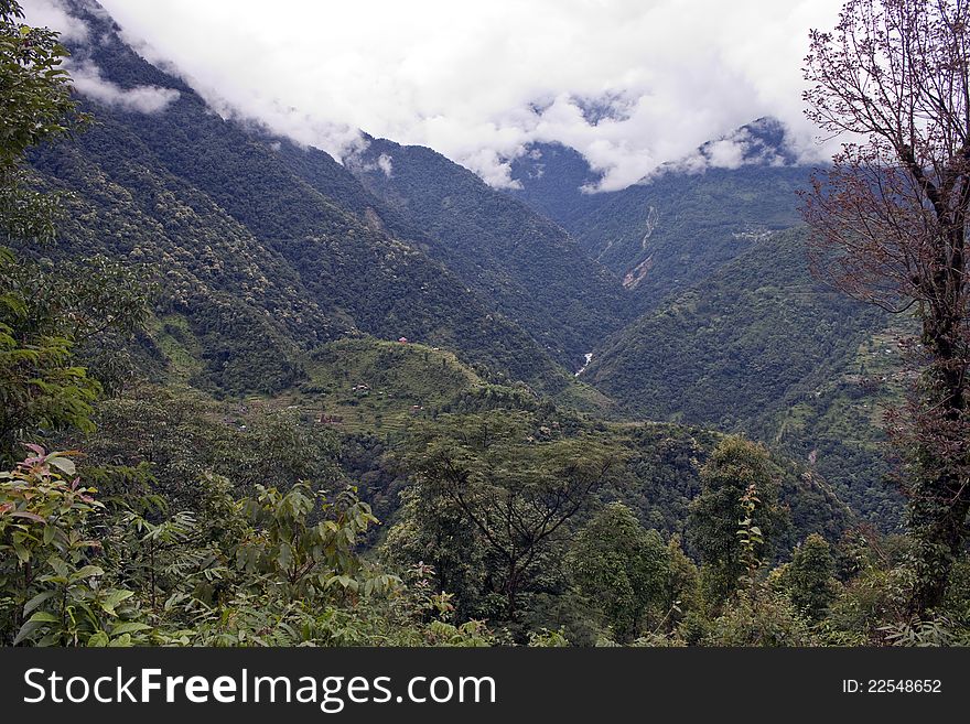 Rain forest covering mountains in Sikkim, India