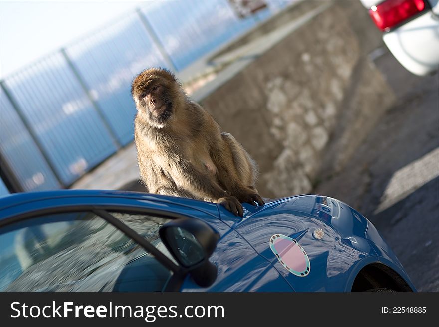 Gibraltar Ape sitting on car. Gibraltar Ape sitting on car.