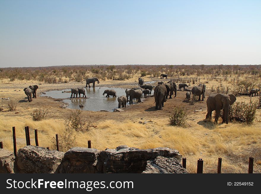 Group of elephants in Etosha National Park, Namibia