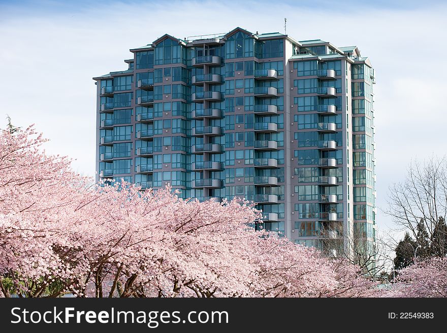 Cherry Blossoms and Modern Apartment