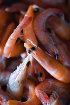 Shrimps Royalty Free Stock Photo