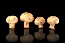 Four Fresh Field Mushrooms Royalty Free Stock Images Four Fresh Field Mushrooms Royalty Free Stock Images