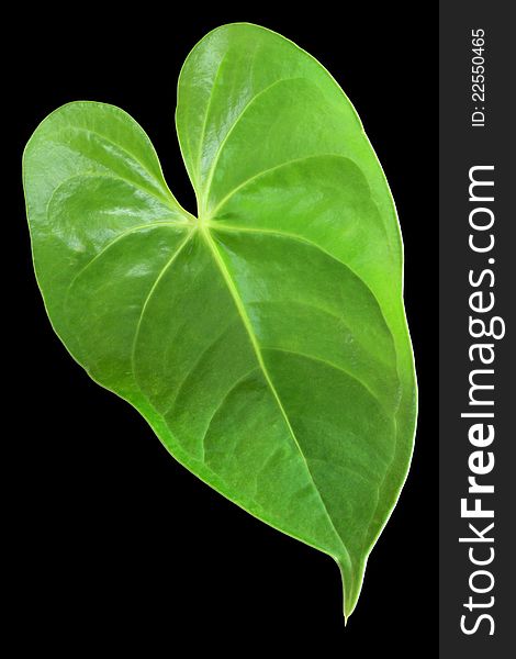 Green leaf with a shape of heart isolated on black background