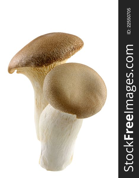 King Oyster mushrooms (King Trumpet / French horn / Pleurotus Eryngii / Eringi) on White Background