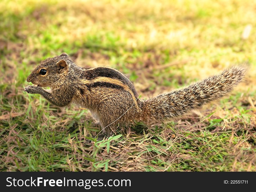 Closeup of a little female chipmunk