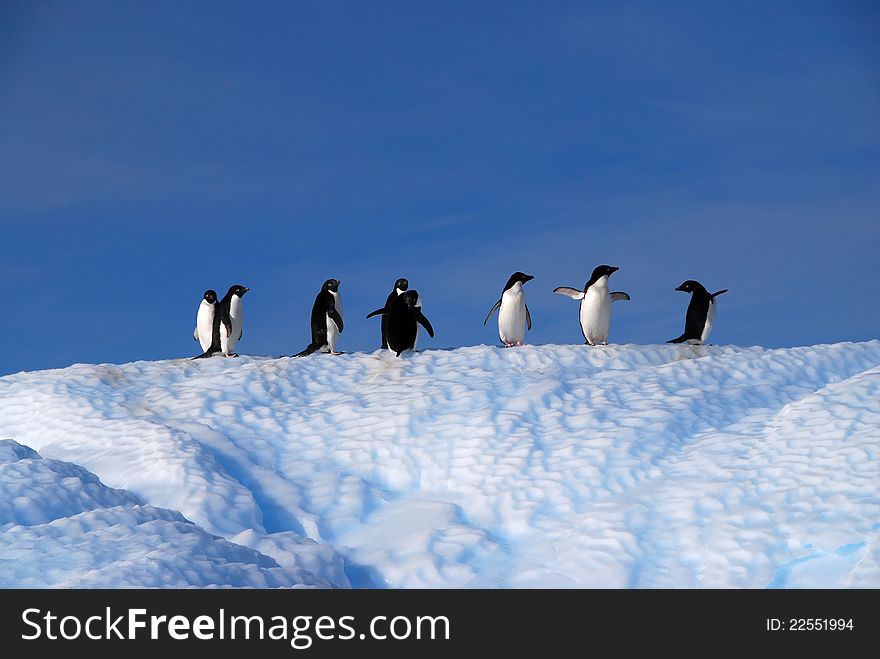 Group of Adelie Penguins on an iceberg