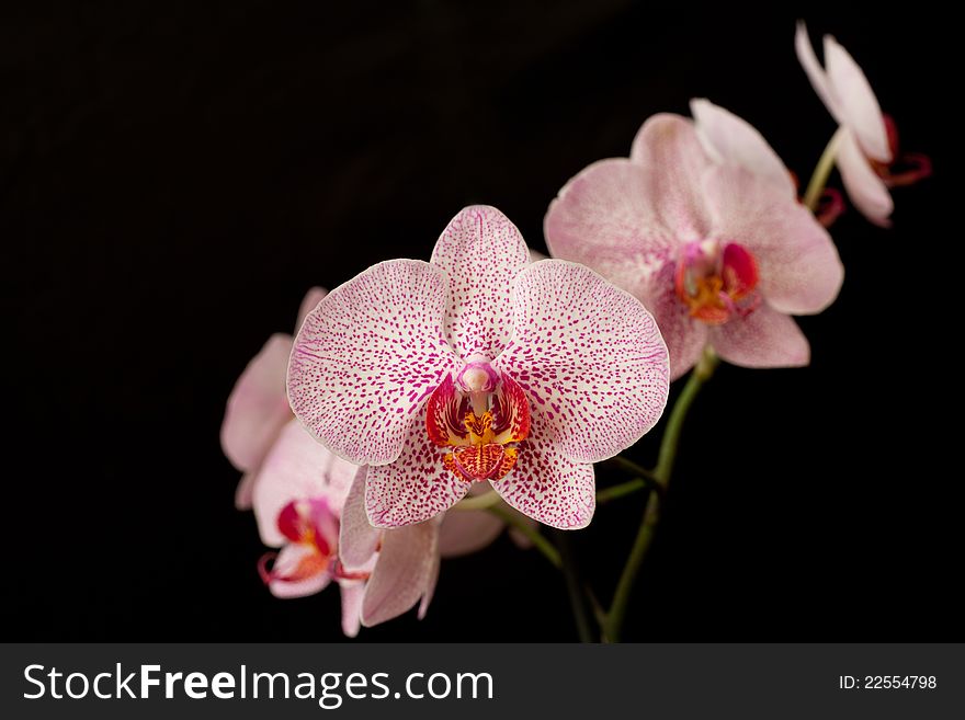 Pink orchid phalaenopsis on dark background