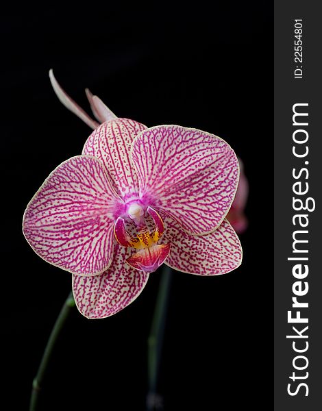 Pink orchid phalaenopsis on dark