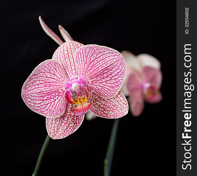 Pink orchid phalaenopsis on dark background