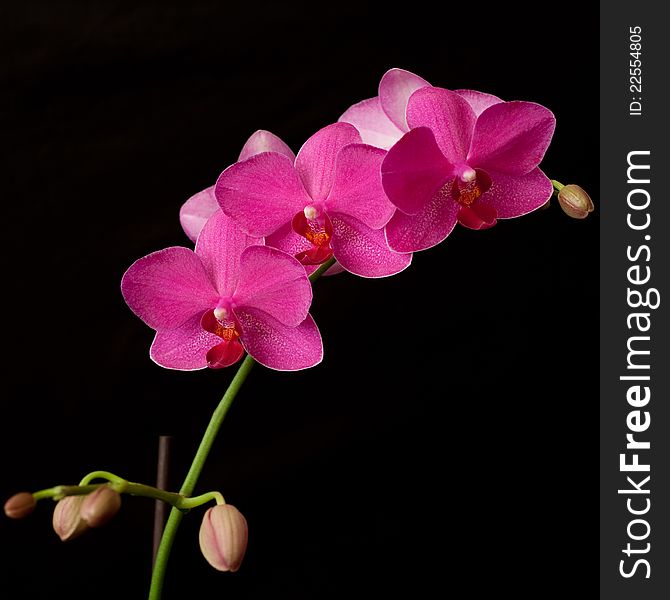 Purple orchid phalaenopsis on dark