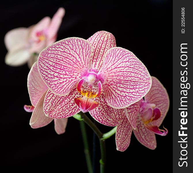 Pink orchid phalaenopsis on dark