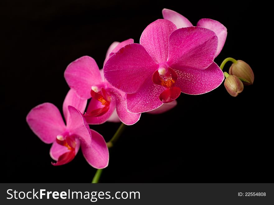 Purple orchid phalaenopsis on dark background