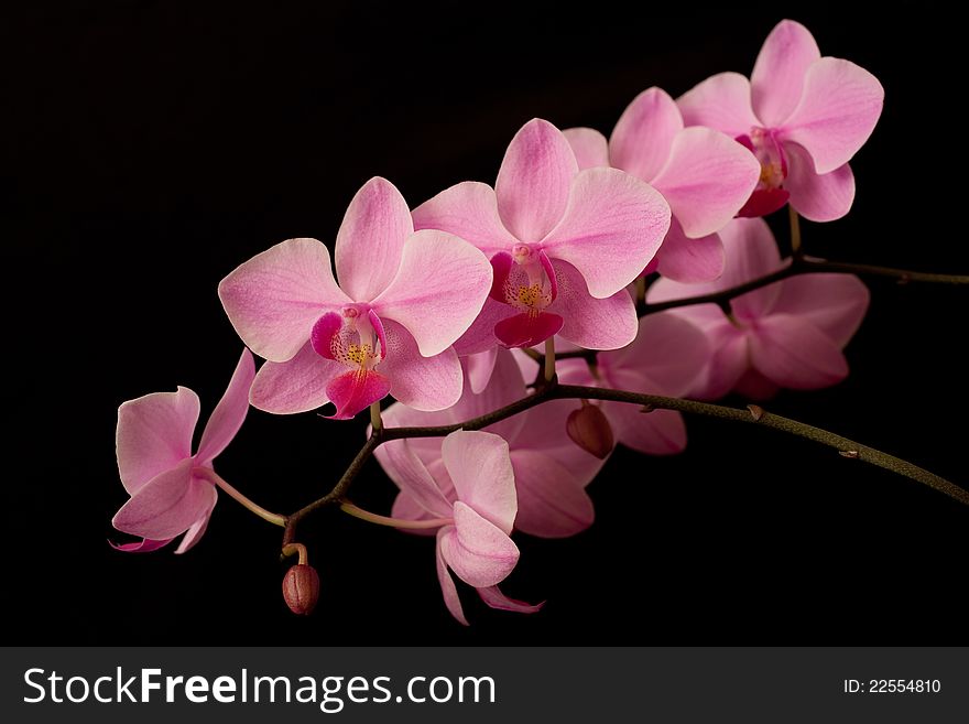 Pink orchid phalaenopsis on dark background