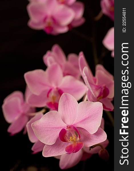 Pink orchid phalaenopsis on dark background