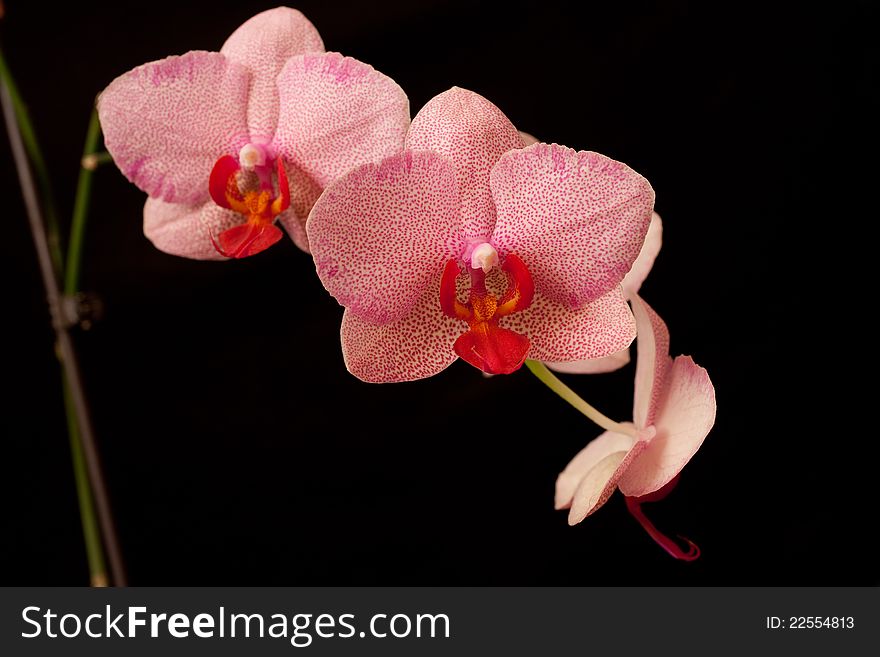 Pink orchid phalaenopsis on dark