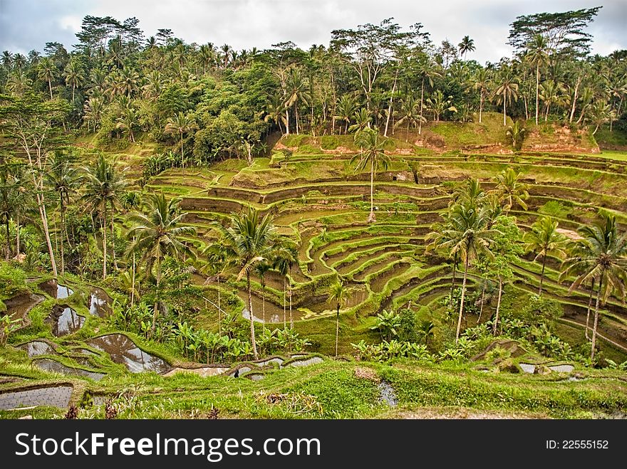 Rice Terraces In Bali