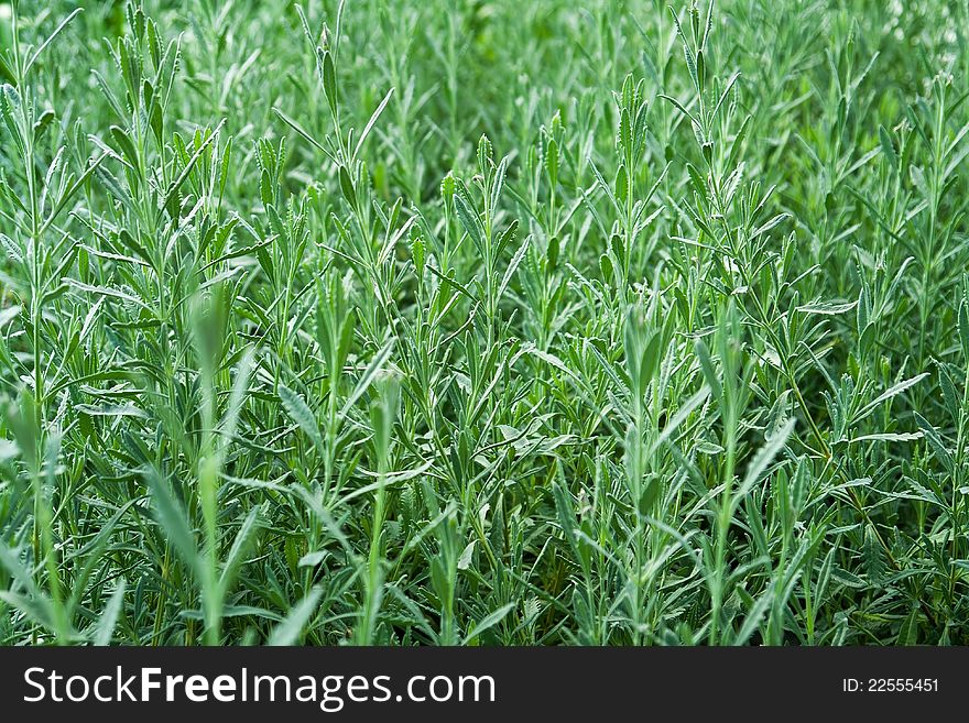 Closeup of freshly grown herbs in a garden. Closeup of freshly grown herbs in a garden