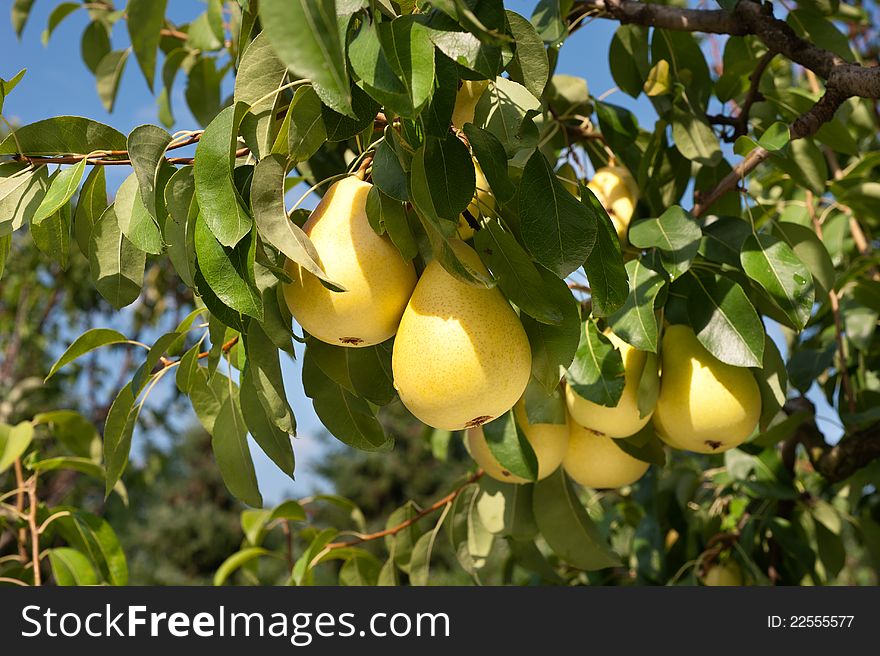 A bunch of fresh tasty pears hanging on a tree