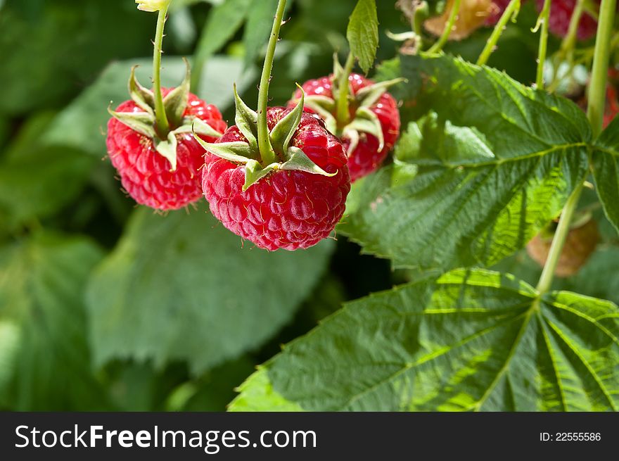 Red raspberry on the branch.