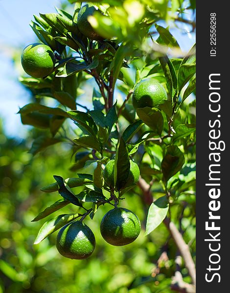 Young green tangerine branch on sky background