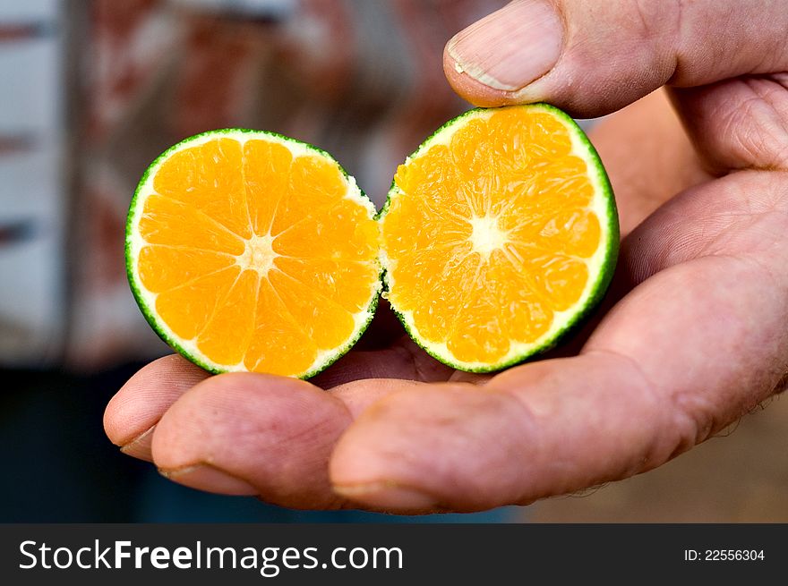 A macro of a fresh cut semi-ripe tangerine in an old farmers' hand. A macro of a fresh cut semi-ripe tangerine in an old farmers' hand