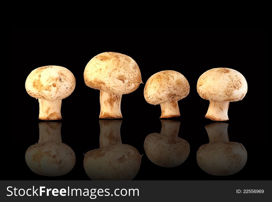 Four fresh field mushrooms isolated on a black background. Champignons