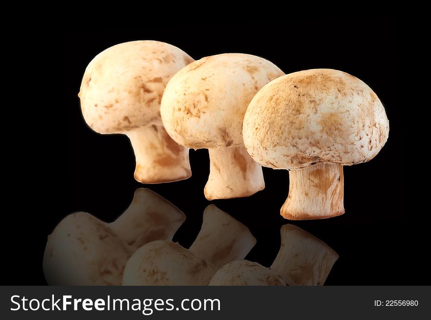 Three fresh field mushrooms isolated on a black background. Champignons