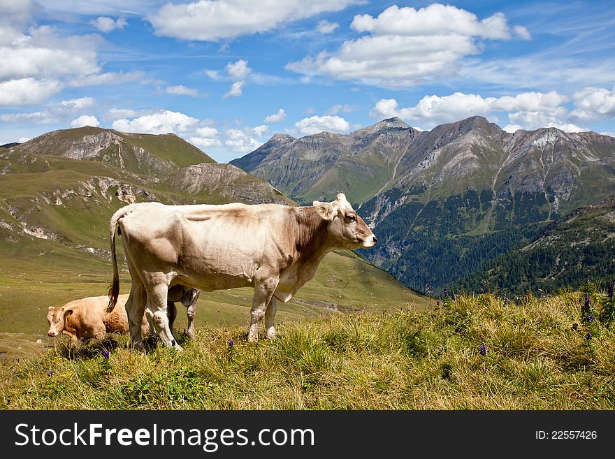 Alpine cows, High Tauern, Austria. Alpine cows, High Tauern, Austria.