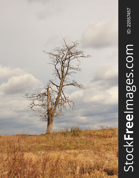 A lonely tree in autumn time.