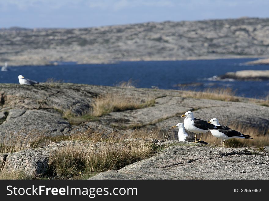 Birds on rocks at west coast in Sweden. Birds on rocks at west coast in Sweden