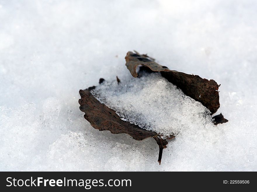 A dry leaf buried under the snow in a cold winter.