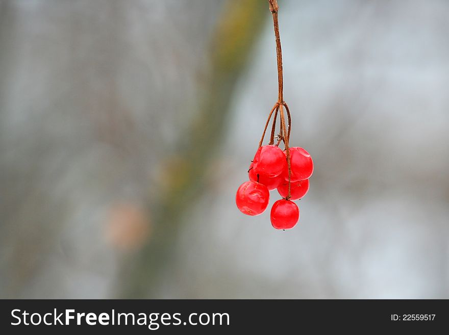 Hanging berries