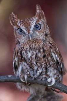 Screech Owl Posing Stock Images Screech Owl Posing Stock Images