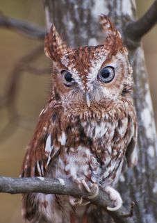 Screech Owl Posing Two Royalty Free Stock Photography Screech Owl Posing Two Royalty Free Stock Photography