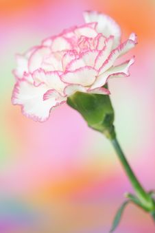 Carnation Royalty Free Stock Photos Carnation Royalty Free Stock Photos