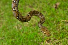Snake Royalty Free Stock Photography Snake Royalty Free Stock Photography
