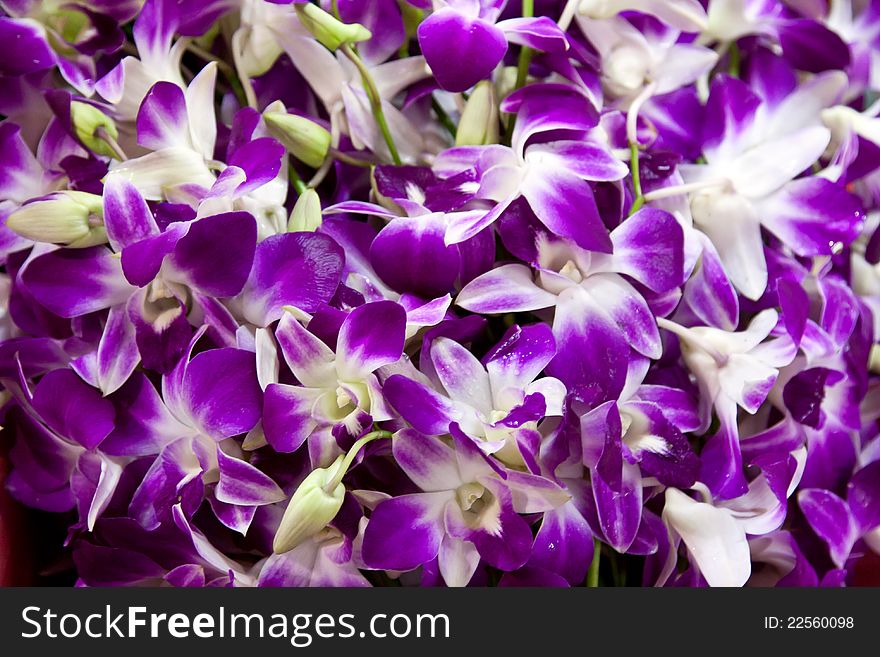 Fresh purple violets in the form of background