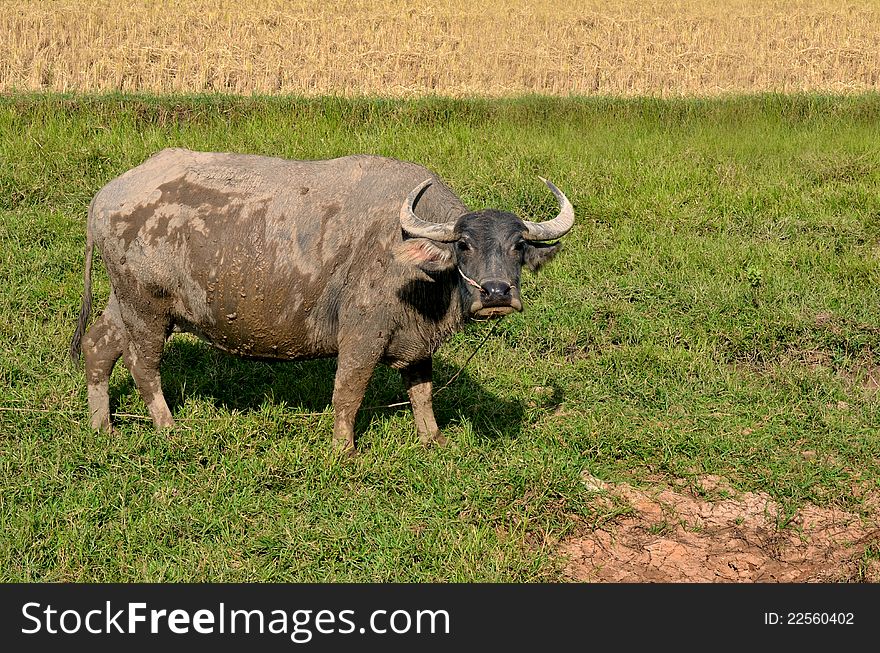 Thai buffalo in grass field