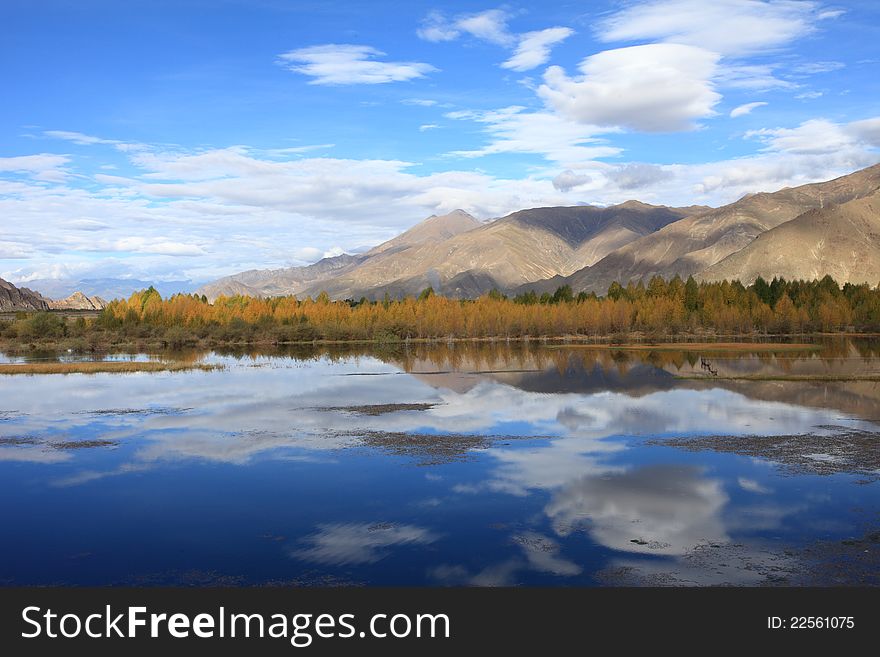 Lhasa River And Poplar Trees