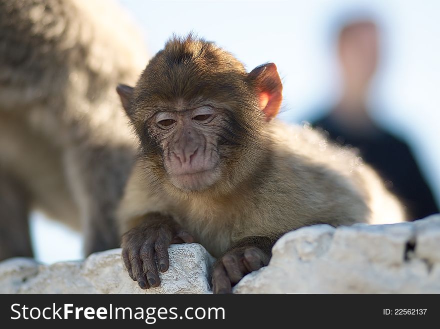 The Barbary Macaque of Gibraltar. Wild populations of Barbary macaques (Macaca sylvanus) have suffered a major decline in recent years to the point of being declared in 2009 as an endangered species by the IUCN.