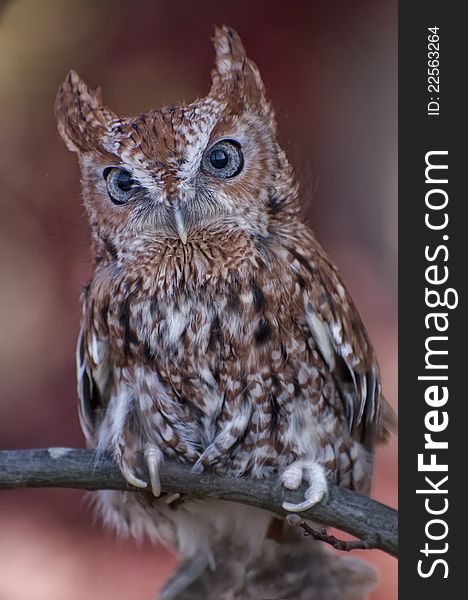 Captive owl posing on tree branch. Captive owl posing on tree branch