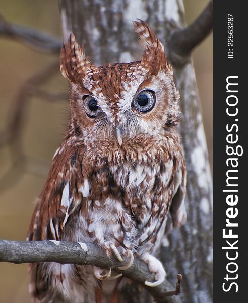 Captive owl posing on tree branch. Captive owl posing on tree branch