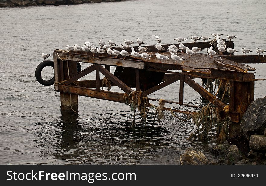 Several seagulls on an iron wharfage