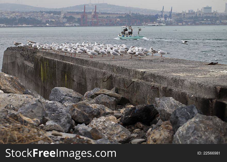 Several seagulls on an concrete wharfage