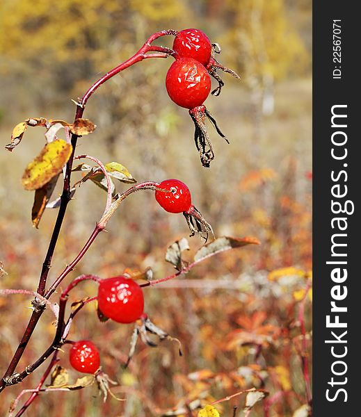 Ripe red berry wild rose against the dry grass. Ripe red berry wild rose against the dry grass