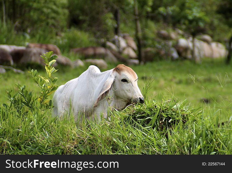 White Brahma cow laying amidst greenery. White Brahma cow laying amidst greenery