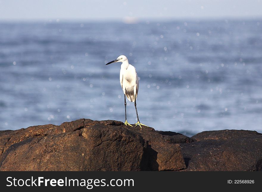 Great white egret standing on the top of a rock at the beach, india