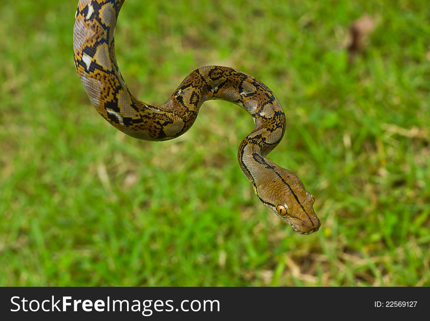 The Boa snake on grass